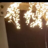 Misti-Dawn Rutherford